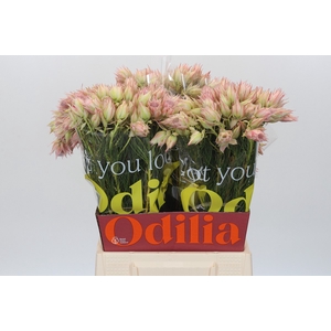 Blushing Bride Ayoba Satin Star