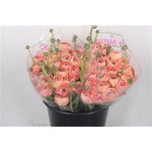 Ran.. Su Nuance Extra