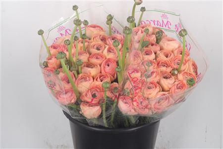 <h4>Ran.. Su Nuance Extra</h4>