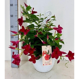 Mandevilla sundaville 'Red'