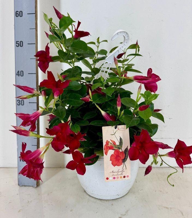 <h4>Mandevilla sundaville 'Red'</h4>