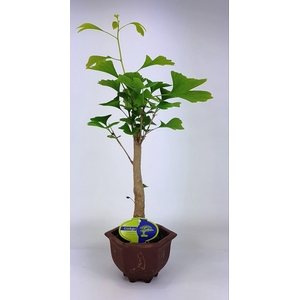 Ginkgo