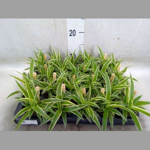 Chlorophytum com. 'Ocean'