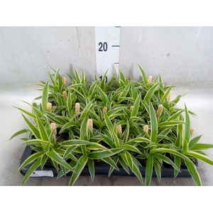 Chlorophytum com. 'Ocean'