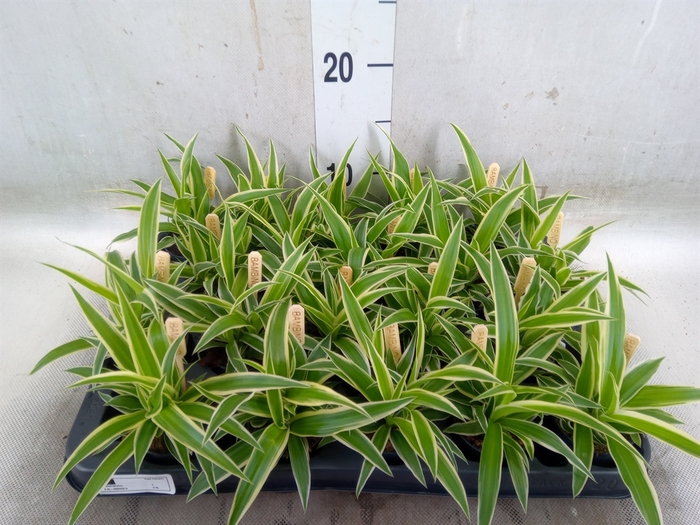 <h4>Chlorophytum com. 'Ocean'</h4>