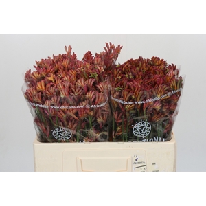 Anigozanthos Bush Diamond