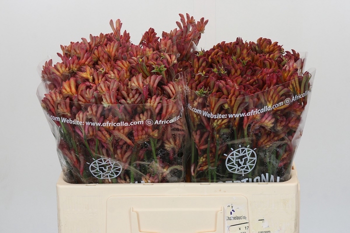 <h4>Anigozanthos Bush Diamond</h4>