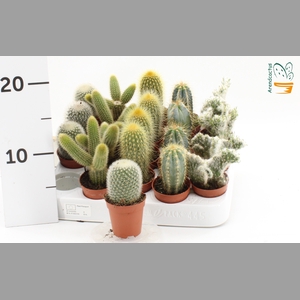 CACTUS GEM