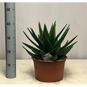 Aloe Perfoliata