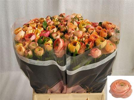 <h4>Ran Zwaar Salmon 566</h4>