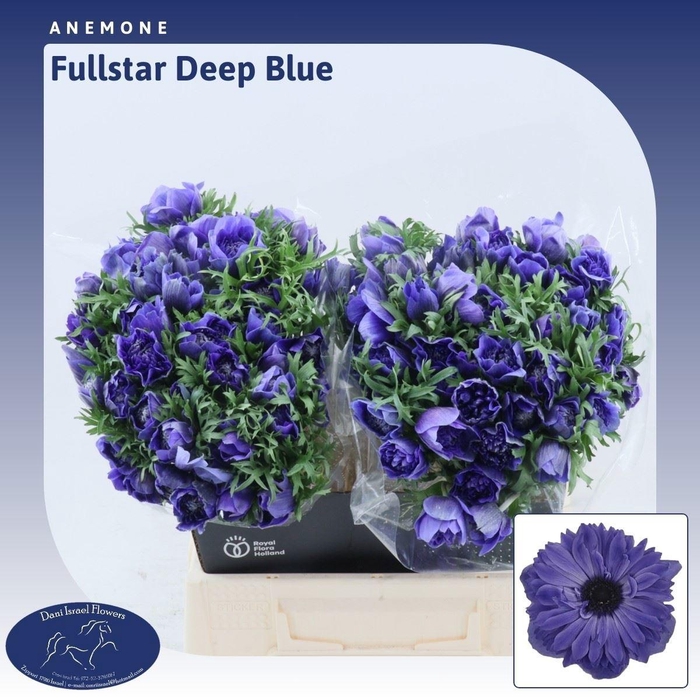 <h4>ANEM CO FSTAR D BLUE</h4>