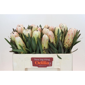 Protea White Night