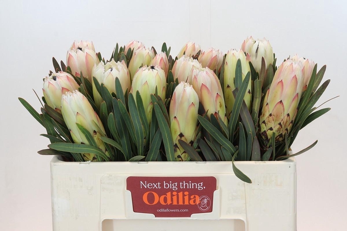 <h4>Protea White Night</h4>