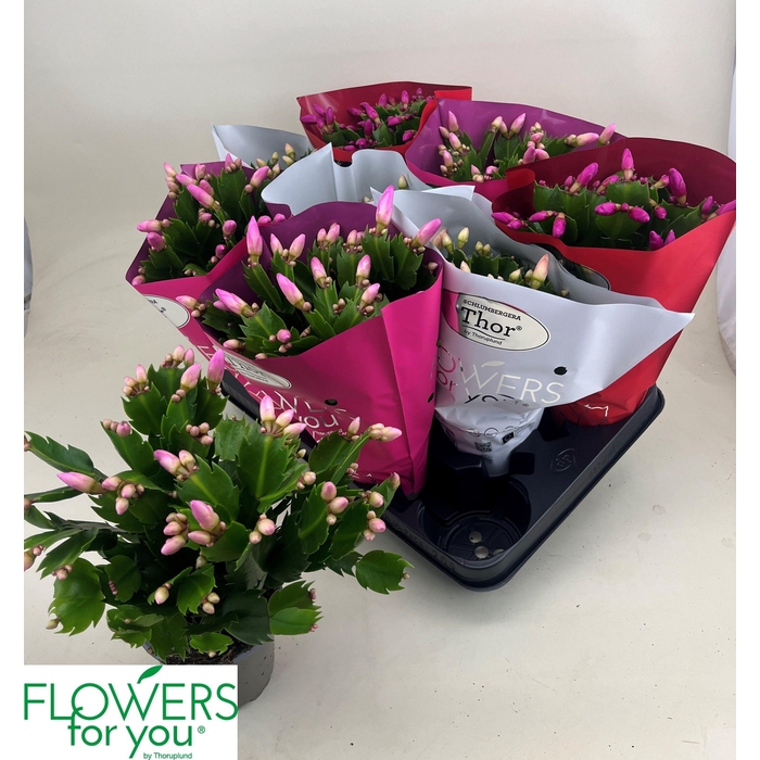 <h4>SCHLUMB GEM 3 KL</h4>