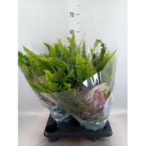 Nephrolepis exal. 'Green Lady'