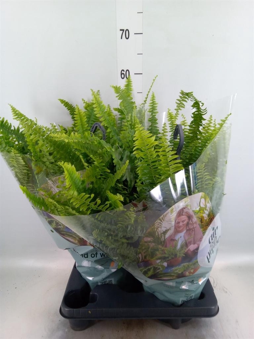 <h4>Nephrolepis exal. 'Green Lady'</h4>