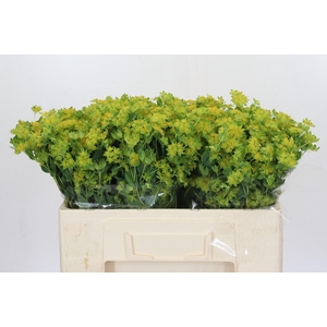 Bupleurum Griffithii