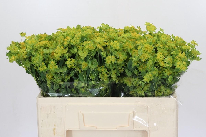 <h4>Bupleurum Griffithii</h4>