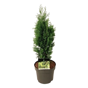 Thuja occ. 'Degroot's Spire'