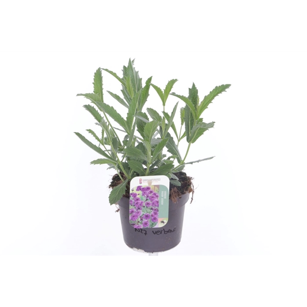 <h4>Verbena rigida Venosa</h4>