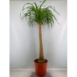 Beaucarnea recurvata