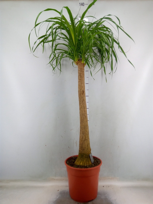 <h4>Beaucarnea recurvata</h4>