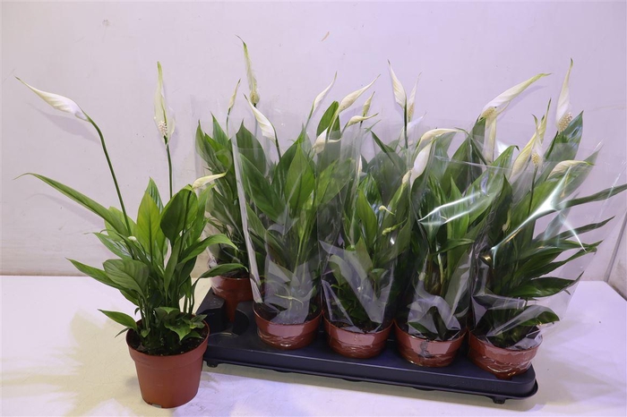 <h4>Spath Alana</h4>