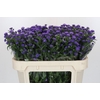 Aster Baby Parade