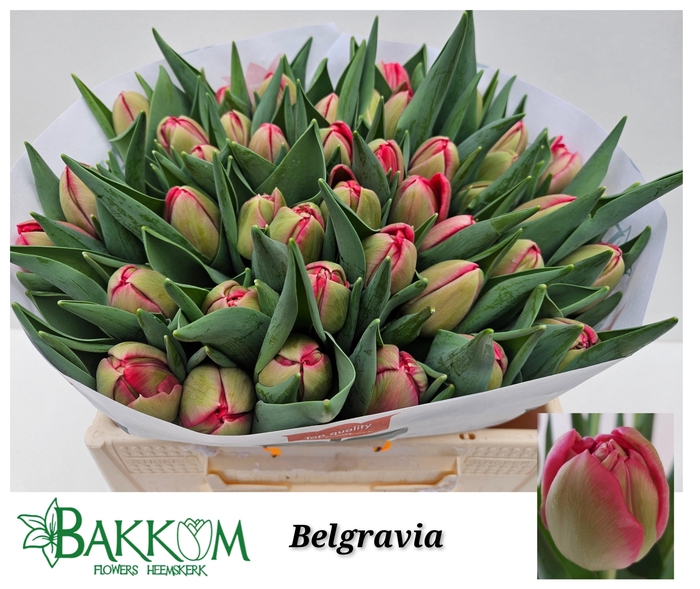 <h4>TU DU BELGRAVIA</h4>