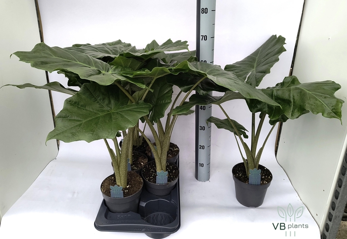 <h4>ALOC PORTODORA</h4>