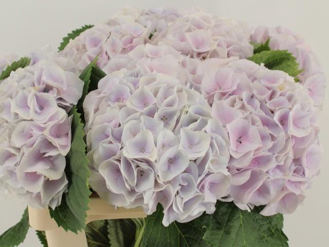 <h4>HYDR M MY PINKTOU RZ</h4>