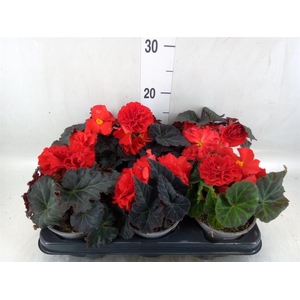 Begonia