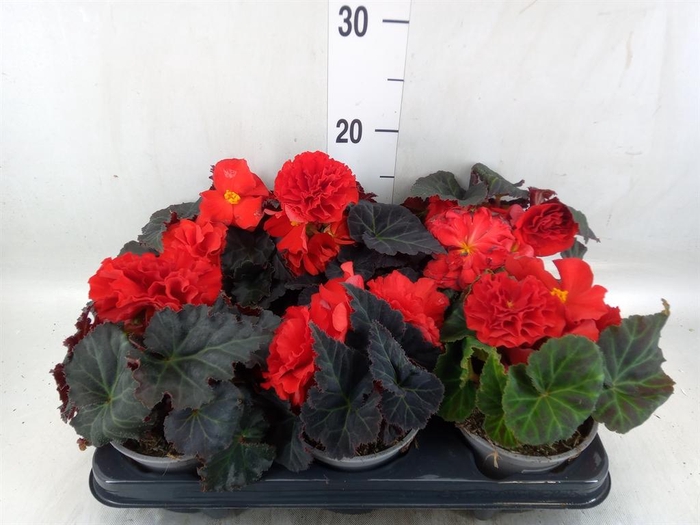 <h4>Begonia</h4>