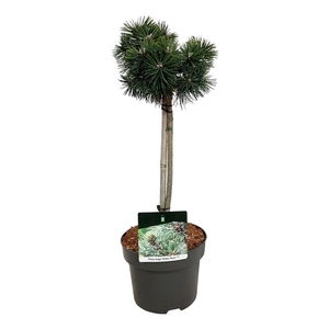 Pinus mugo 'Green Pearl'