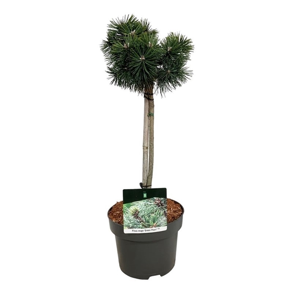 <h4>Pinus mugo 'Green Pearl'</h4>