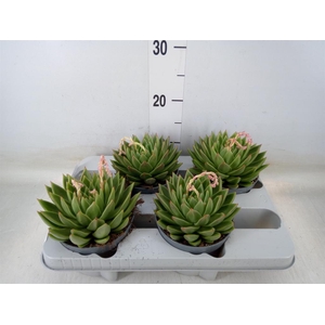 Echeveria agavoides