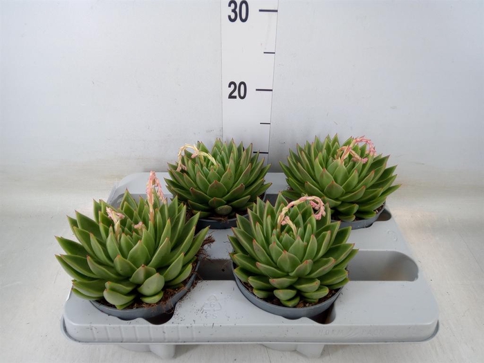 <h4>Echeveria agavoides</h4>