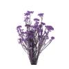 Helychrisum Diosmi Blue Lavender HDI/0610