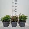 Astilbe Gemengd