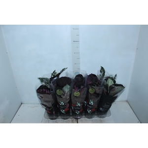 CALATHEA P12 VARIADO PREMIUM