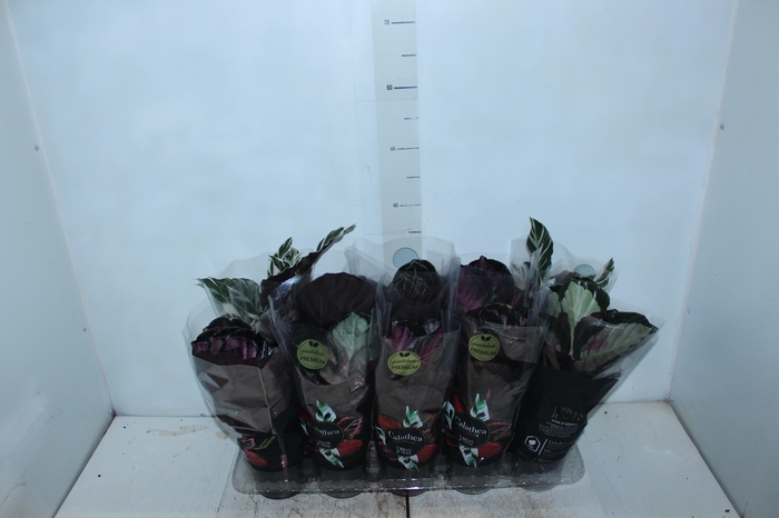 <h4>CALATHEA P12 VARIADO PREMIUM</h4>