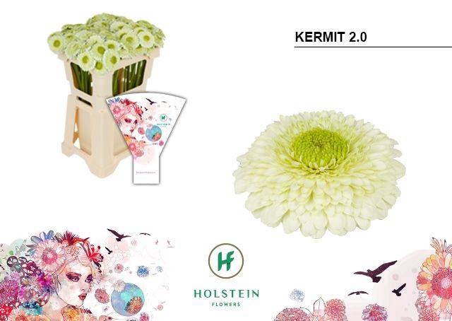 <h4>GE POMPONI KERMIT2.0</h4>