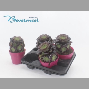 AEONIUM AB VELOURS