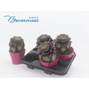 AEONIUM AB VELOURS