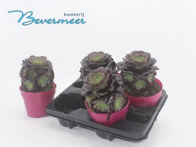 <h4>AEONIUM AB VELOURS</h4>