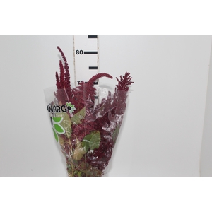 AMARANTHUS VINHO