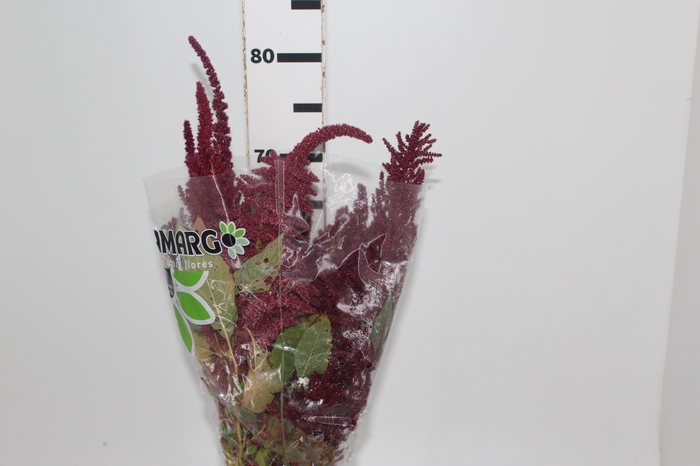 <h4>AMARANTHUS VINHO</h4>