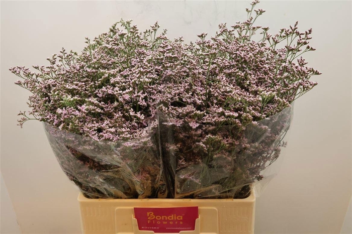 <h4>LIM SAF OSHI PINK</h4>