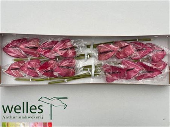 <h4>Anth A Cassis</h4>