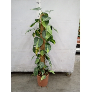 Philodendron scand. 'Brasil'